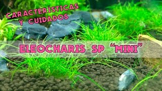 Eleocharis SP Mini  Características y cuidados [upl. by Sivar]