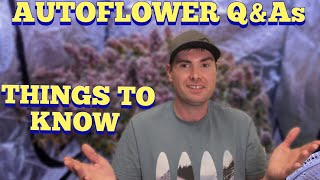 Things To Know About Autoflowers  Grow QampAs [upl. by Vivien]