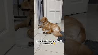 funny food goldenretreivers dog pets doglover goldenretrieversclub toby shortvideo [upl. by Caswell]