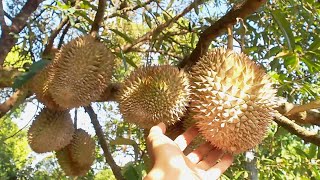 Growing Durian from seeds How does durian grow [upl. by Nino]