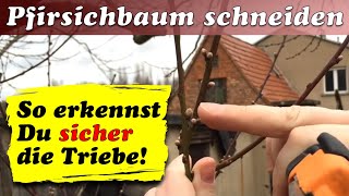 Pfirsichbaum schneiden im Frühjahr  Ulrich´s Hof [upl. by Sugna]