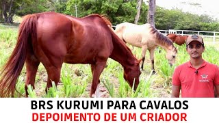 Capim de alta qualidade nutricional para cavalos  BRS KURUMI em Pastejo Rotacionado [upl. by Sherborn]