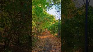 Autumns Brilliant Glow asmr nature rustling of leaves Hamburg [upl. by Barna111]