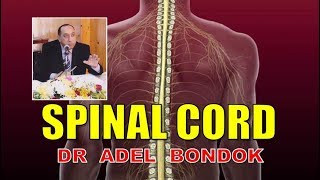 Anatomy of the Spinal Cord Dr Adel Bondok [upl. by Friedlander585]