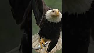 The Symbolism of Eagles Americas Iconic Presence [upl. by Nedlog]