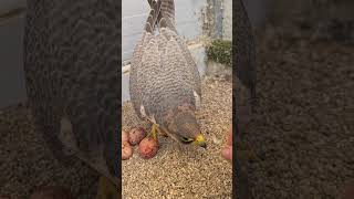 Red Naped Shaheen on her eggs laying torrentfalcons falconry [upl. by Ailemac424]