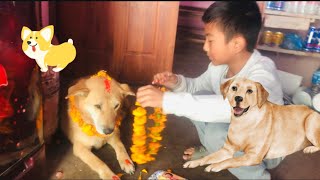 Kukur Tihar 🐕 🎉 2081 [upl. by Jahdiel3]