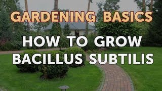 How to Grow Bacillus Subtilis [upl. by Hgielhsa]