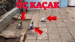 Yabani Güvercinler Arasında Yakaladım Kaçaklar  Üç Posta [upl. by Yrffoeg]