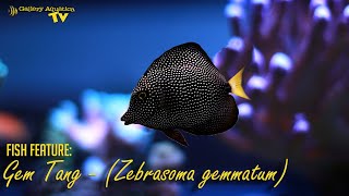 Fish Feature Gem Tang  Zebrasoma gemmatum [upl. by Tuttle]