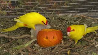 Kakariki  Birds 🦜vs🎃 Pumpkin a sweet surprise [upl. by Silas110]