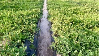 Irrigating and Fertilizing our Watermelon Field  Watering Watermelons [upl. by Debor]