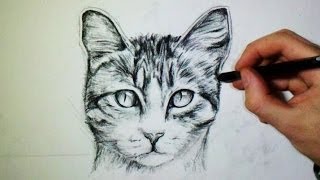 Comment dessiner un chat Tutoriel [upl. by Adolf]