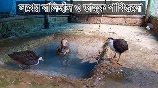 বালিহাঁস ও ডাহুক পাখিদের ভালোবাসা কখনো ভুলতে পারব না ৷৷ Lesser whistling duck ৷৷ Dahuki Birds [upl. by Beverly]