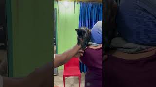 Emergency Vet Clinic in Dhaka Bangladesh Avian Vet Surgery 01912251312 01752987436 [upl. by Erbes]