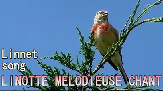 Chant  LINOTTE MELODIEUSE  Song of Linnet [upl. by Benzel]