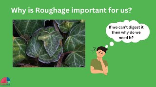 What is Roughage Why is it important for our body  Cure constipation naturally Class5Class6Class 7 [upl. by Johny367]