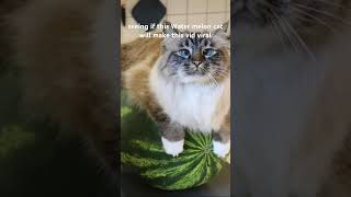 Like its just a melon cat right [upl. by Ashien]