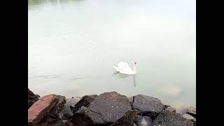 Swans at Lake Balaton Hattyúk a Balatonon [upl. by Aveer]