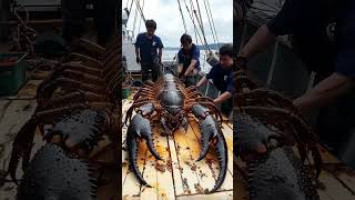 Giant Sea Monsters Caught by Fishermen 🐙🎣GiantSeaCreatures FishingDiscoveries OceanMysteries [upl. by Onailimixam]