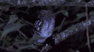 Middle American Screech Owl Calling [upl. by Haskins785]