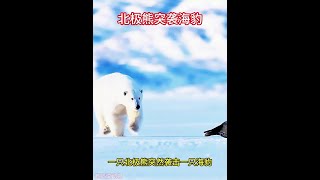 北極熊突然襲擊海豹，海豹迅速鑽進水裡逃走 野生動物零距離 動物的迷惑行為 動物世界 北極熊 海豹 [upl. by Scrivings]