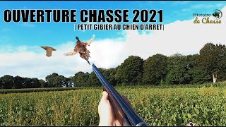 🍂  OUVERTURE CHASSE 2021  🐶 Chasse du Faisan au chien darrêt [upl. by Huberto]