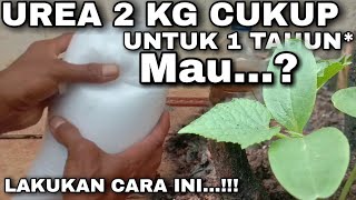 PUPUK UREA 2 KG CUKUP UNTUK 1 TAHUN‼️MAU LAKUKAN CARA INI  CARA ISOLAT NITROBACTER [upl. by Hebrew]