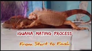 Iguana MATING Process From Start To Finish John amp Jinny [upl. by Aurel]