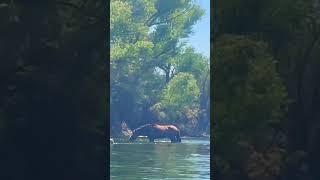 Wild horses roam the vast Sonoran desert on the Salt river AZ Tubing is a common activity nature [upl. by Bassett]