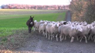 Schafherde auf dem Eichelberg [upl. by Tsepmet]