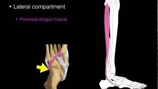 Lateral compartment leg muscles [upl. by Garret650]