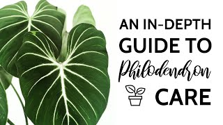 An InDepth Guide to Philodendron Care [upl. by Dweck128]