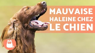 MAUVAISE HALEINE chez le CHIEN  CAUSES et SOLUTION [upl. by Aibun]