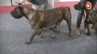 Presa Canario in European Dog Show 2016 B [upl. by Jacob]