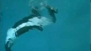 Killer whale drags trainer underwater at SeaWorld San Diego [upl. by Eelreveb264]