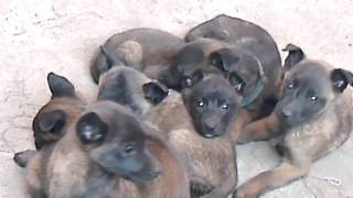 VENTA DE CACHORROS PASTOR BELGA MALINOIS [upl. by Woermer]