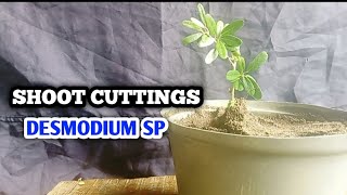 SHOOT CUTTINGS OF DESMODIUM SP [upl. by Acimehs]