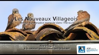 Les Nouveaux Villageois retour dune espèce menacée dans lHérault [upl. by Johannes]