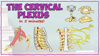 The Cervical Plexus [upl. by Htor]