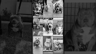 Girls Born amp Bred WLABULLIES fyp youtubeshorts breeder americanbully short video [upl. by Eiahpets]