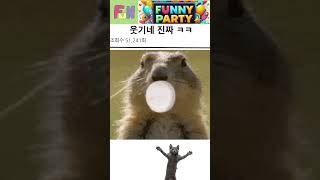 EP1재미있는 영상 모음Funny happy images of animals falling動物が落ちてミスをする面白い映像 engraçado imagens felizes [upl. by Ihana330]