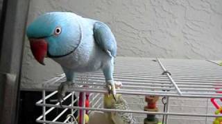 Bleu the talking Indian Ringneck 2 [upl. by Phillane]