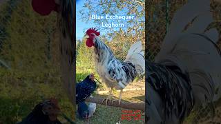 Blue Exchequer Leghorn rooster exchequerleghorn leghorns leghornchicken rooster farming hahn [upl. by Humfrid]