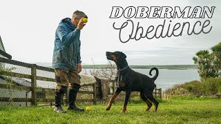 Doberman obedience training  Ireland  4k video [upl. by Maynord]