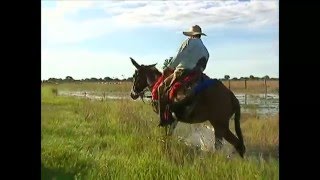 Nossa equipe acompanhou a travessia de três semanas do gado no Pantanal [upl. by Nimajnab]