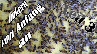 Imkern von Anfang an  Teil 3  Auf der Suche nach der Bienenkönigin I [upl. by Onitnas527]