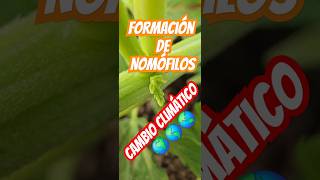 🌾 Reversión de primordios florales 🌿 a primordios foliares ♀️♂️ en planta monoica [upl. by Wallack]