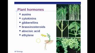 AP Biology Chapter 39 Plant Response Part 1 [upl. by Elbag]