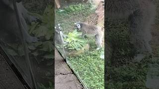 Ring Tailed Lemurs Eating Lettuce 🐒 🥬 [upl. by Chenay372]